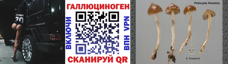 купить наркотик  Новоуральск  Псилоцибиновые грибы прущие грибы 